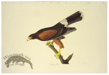 Louisiana Hawk L.E.